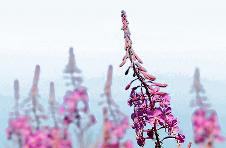 fireweed – Cooper Landing Chamber of Commerce